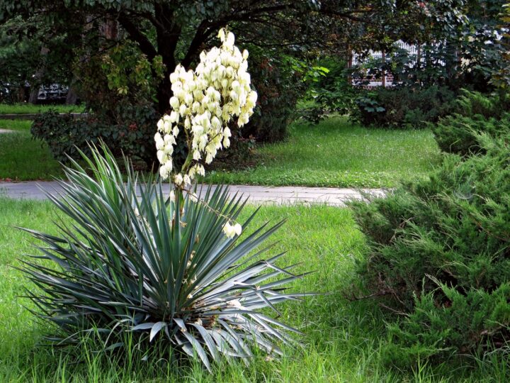 Растения-солитеры в ландшафтном дизайне: создание великолепных акцентов в саду