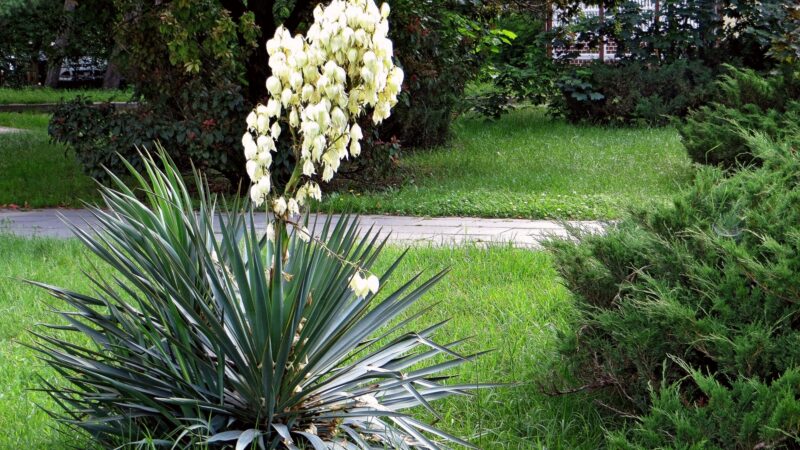 Растения-солитеры в ландшафтном дизайне: создание великолепных акцентов в саду