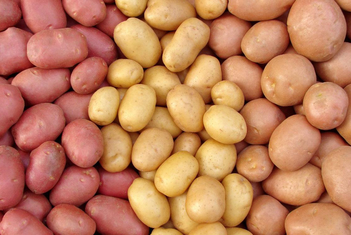 Самые популярные сорта картофеля